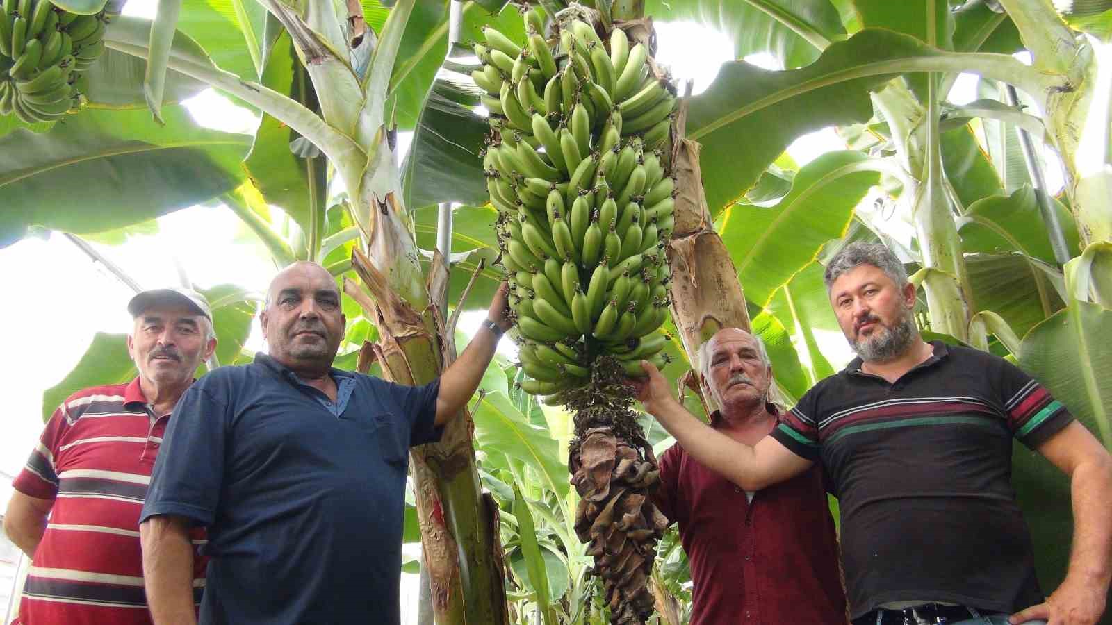 ÜRETİM SICAK DİNLEMİYOR, AFRİKA SICAKLARINDA 60 DERECEDE MUZ HASADI YAPILDI