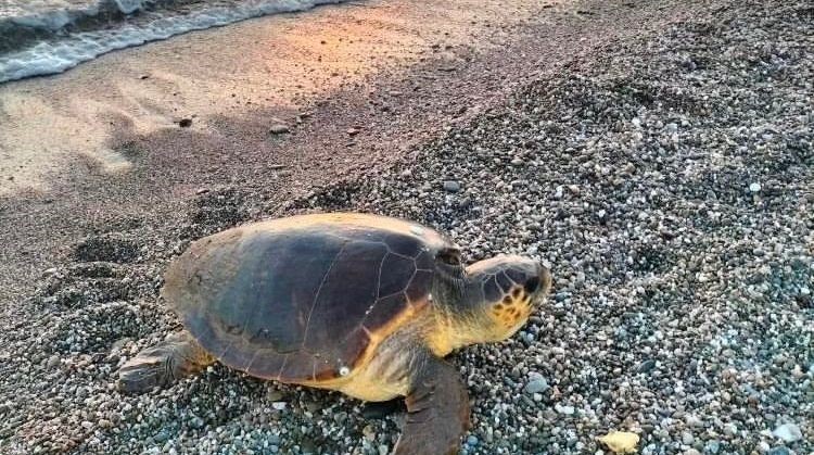 ANTALYA’NIN GAZİPAŞA İLÇESİNDE DENİZ KAPLUMBAĞALARI YUMURTLAMAK İÇİN GAZİPAŞA’NIN KORU VE