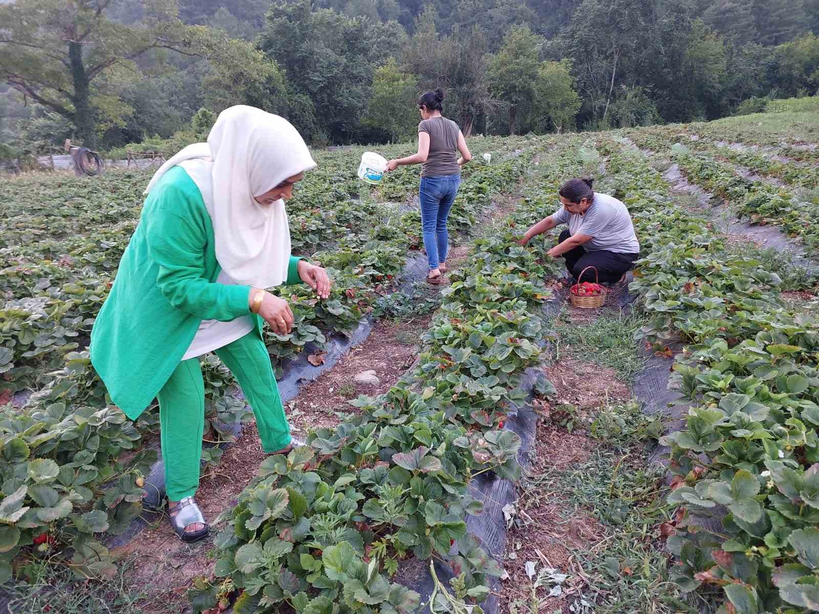 HATAY’IN DÖRTYOL İLÇESİNDE ÇİLEK HASADI BAŞLARKEN TARLADA KİLOSU 30 TL’DEN