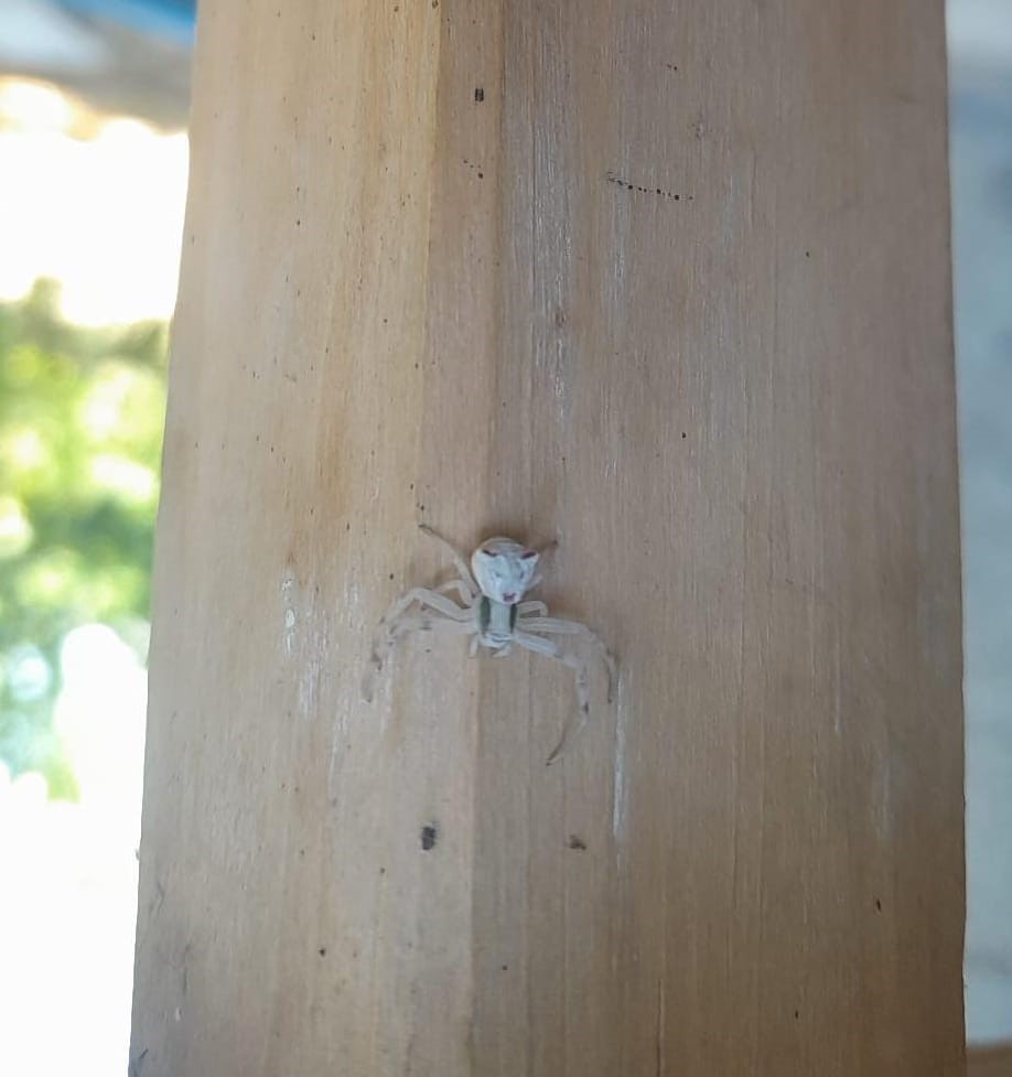 KAHRAMANMARAŞ'IN GÖKSUN İLÇESİNDE, 'İNSAN YÜZLÜ ÖRÜMCEK' OLARAK ADLANDIRILAN "KÖŞELİ YENGEÇ