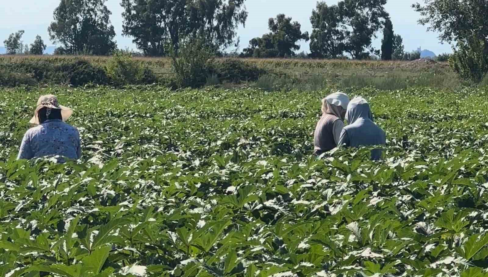 TÜRKİYE'DE BAMYA ÜRETİMİ YAPILAN ŞEHİRLERDEN İLK 4'DE YER ALAN OSMANİYE'DE