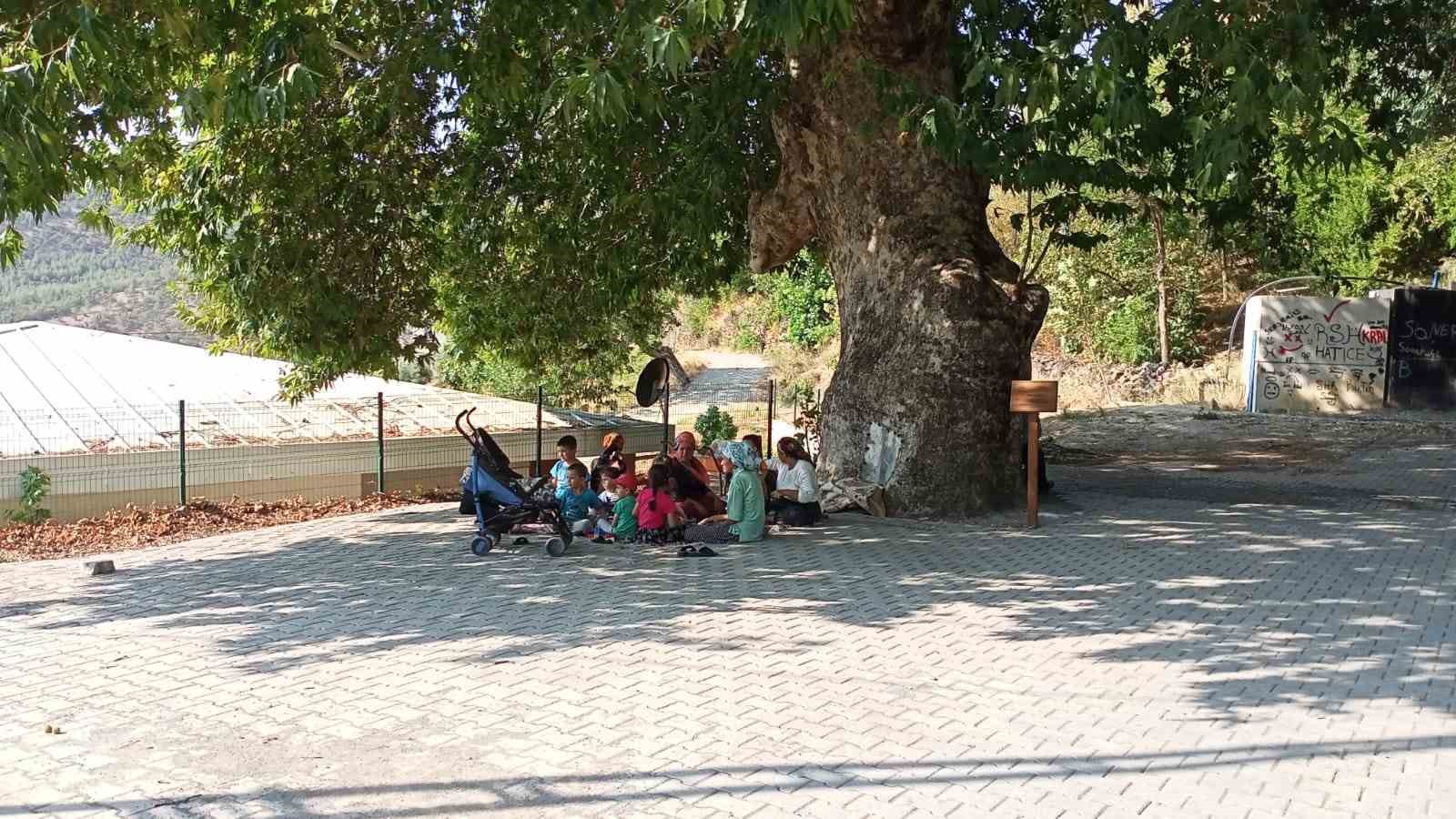 KAHRAMANMARAŞ’IN ONKİŞUBAT İLÇESİNDE BULUNAN 463 YILLIK ANIT AĞAÇ VATANDAŞLARIN İLGİSİNİ