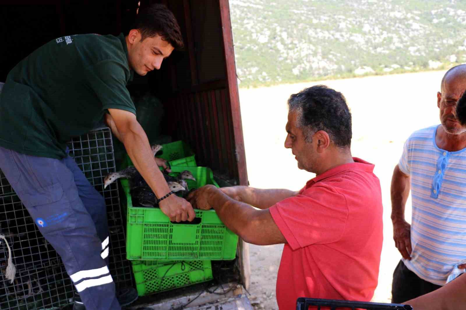 ANTALYA BÜYÜKŞEHİR BELEDİYESİ, MERALARI ÇEKİRGE İSTİLASINDAN KURTARMAK İÇİN GEÇEN YIL