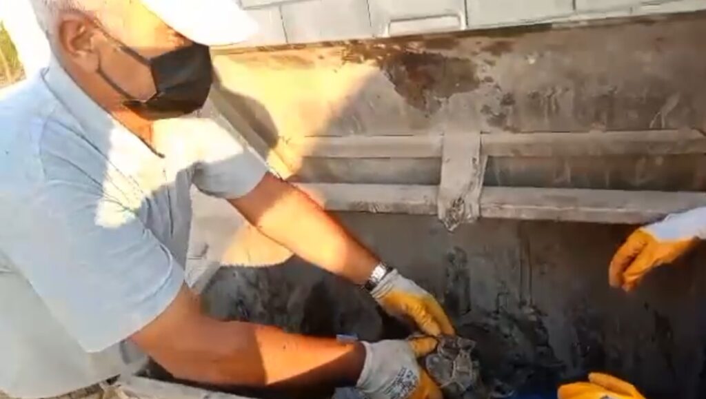 cope atilan kaplumbagayi belediye personeli kurtardi 3f49e52