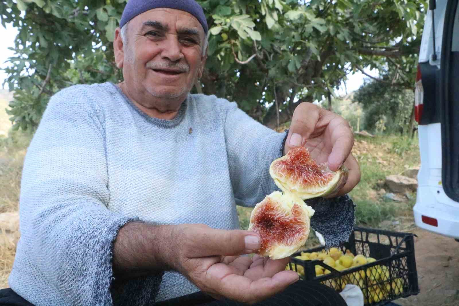 DEPREMİN VURDUĞU HATAY’IN HASSA İLÇESİNDE İNCİRDEKİ BEREKET VE 22 TL’LİK