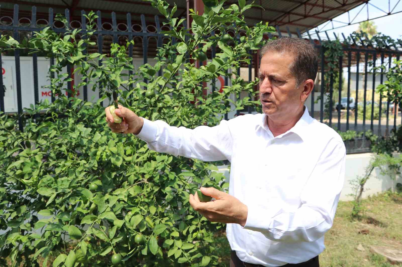YÜREĞİR ZİRAAT ODASI BAŞKANI DOĞAN, “HAM LİMONLARIN PİYASAYA SÜRÜLMESİ ÇOK