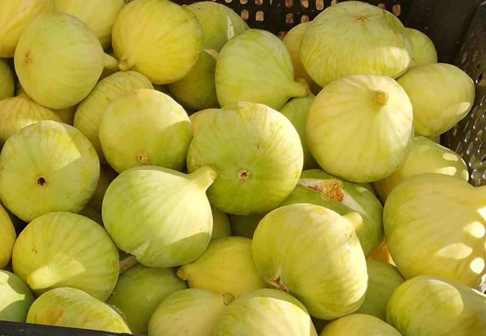 MUT İLÇESİNDE BU YIL İLK HASADINDA 65 LİRADAN ALICI BULAN