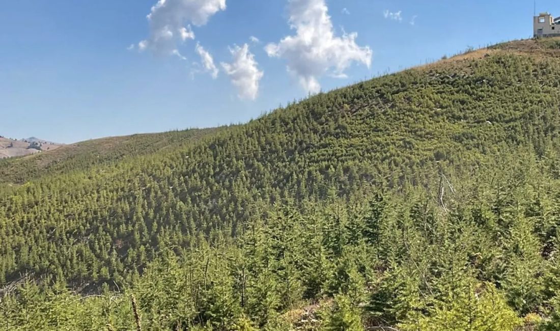 ADANA’NIN SAİMBEYLİ İLÇESİNDE 2014 YILINDA ÇIKAN ORMAN YANGININDA 150 HEKTAR