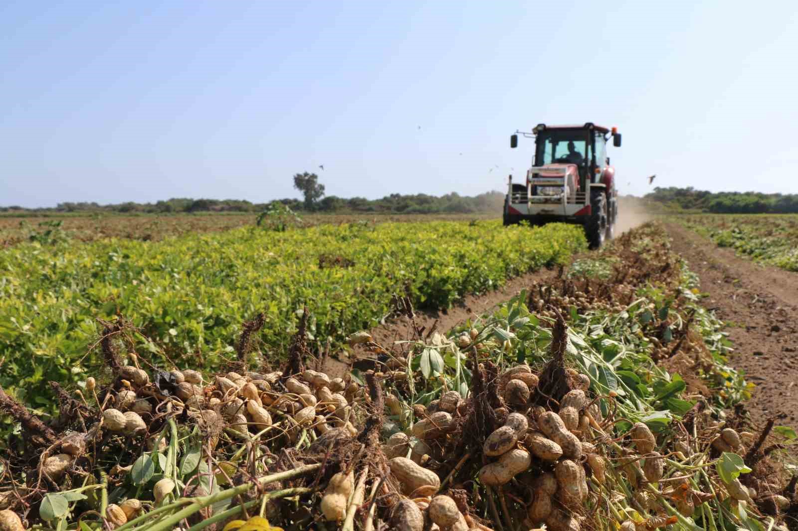 ADANA'DA BU YIL 105 BİN TON YER FISTIĞI REKOLTESİ BEKLENDİĞİ