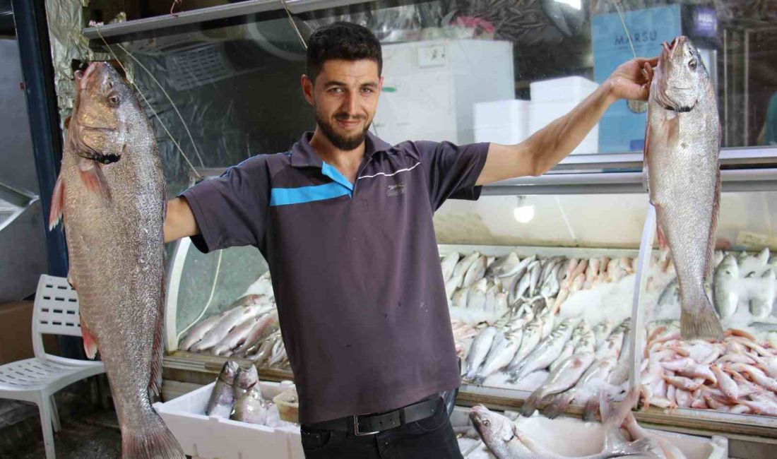 EGE VE KARADENİZ'İN ARDINDAN 15 EYLÜL'DE AKDENİZ'DE DE SEZONUN AÇILMASIYLA,