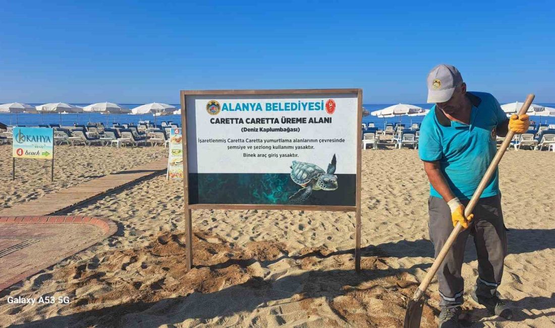 ALANYA BELEDİYESİ VETERİNER İŞLERİ MÜDÜRLÜĞÜ, ALANYA İLE ÖZDEŞLEŞEN CARETTA CARETTALAR