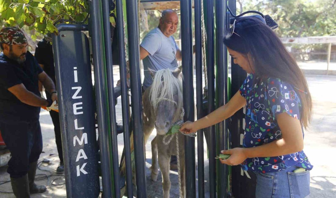 ANTALYA BÜYÜKŞEHİR BELEDİYESİ TARIMSAL HİZMETLER DAİRE BAŞKANLIĞI VETERİNERLERİ,  HAYVANLAR