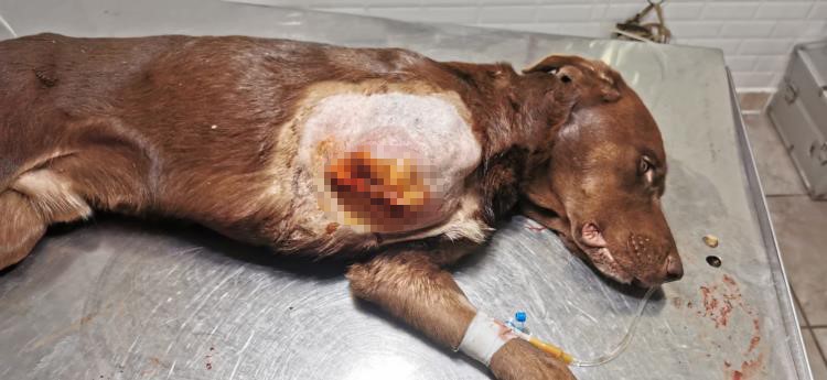 AYAĞI KAPANA SIKIŞAN KÖPEK TEDAVİ EDİLDİ