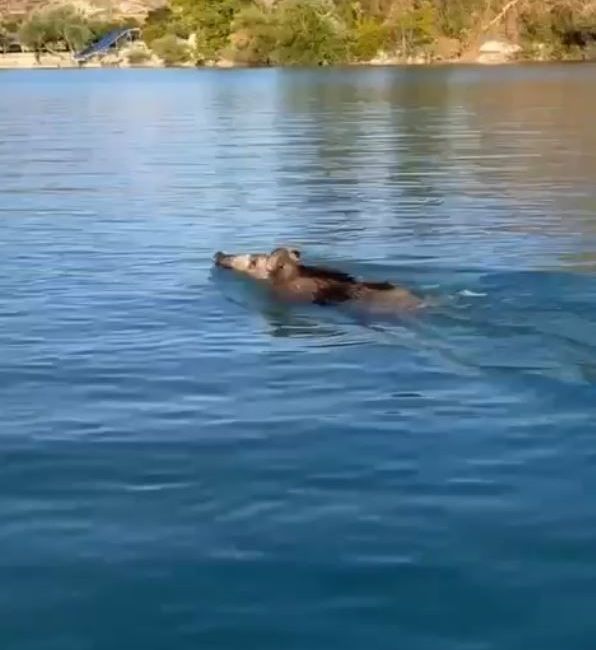 ANTALYA’NIN MANAVGAT İLÇESİNDE BARAJ GÖLÜNE GİREN İKİ YABAN DOMUZU İLE