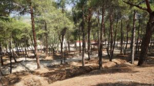 HATAY BÜYÜKŞEHİR BELEDİYESİ PARK BAHÇE VE YEŞİL ALANLAR DAİRE BAŞKANI