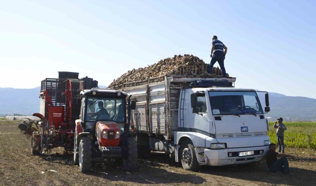 BURDUR’DA ŞEKER PANCARI HASADI