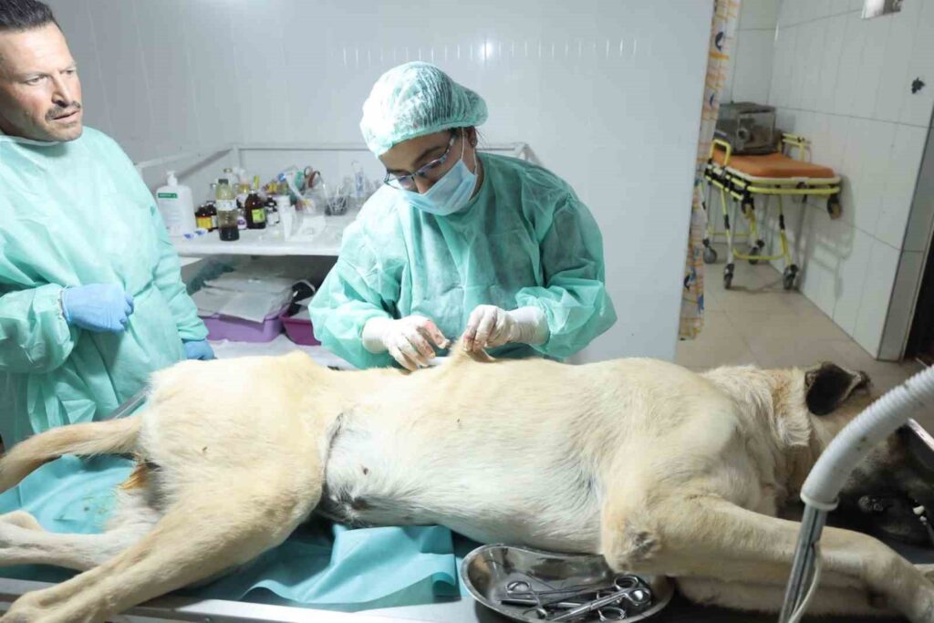 elbistanda sokak hayvanlarini kisirlastirma ve asilanma calismasi devam ediyor 3cdc9ac