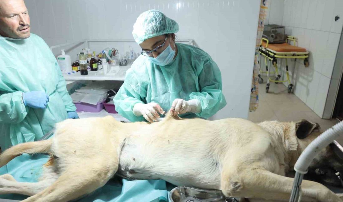 KISIRLAŞTIRMA YAPILIYOR