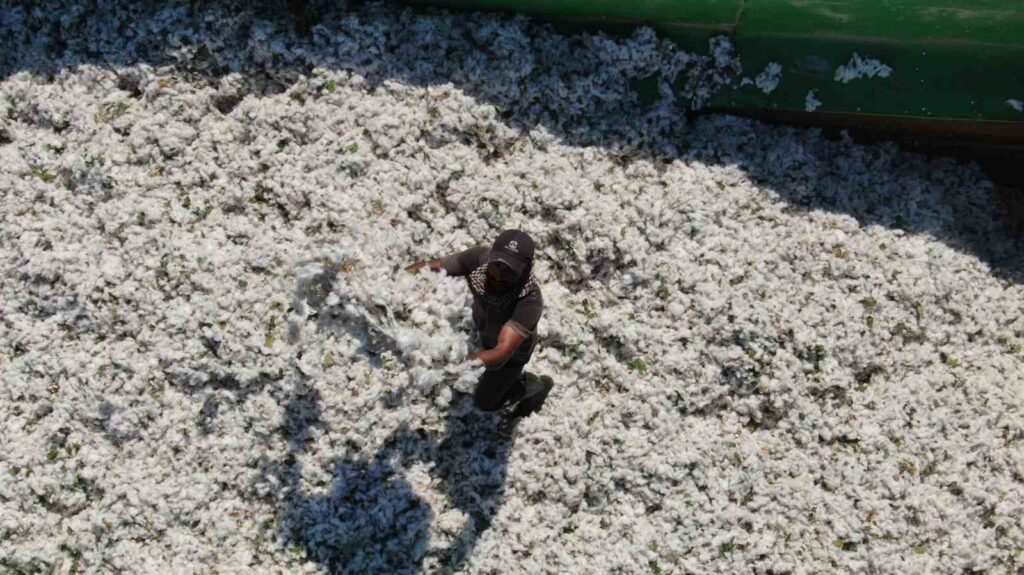 enkaz kentin bereketli topraklarinda beyaz altin hasadi basladi 60fb512