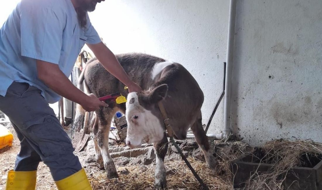 GAZİPAŞA'DA 4 BİN 700 BÜYÜKBAŞ HAYVANA ŞAP AŞISI YAPILDI