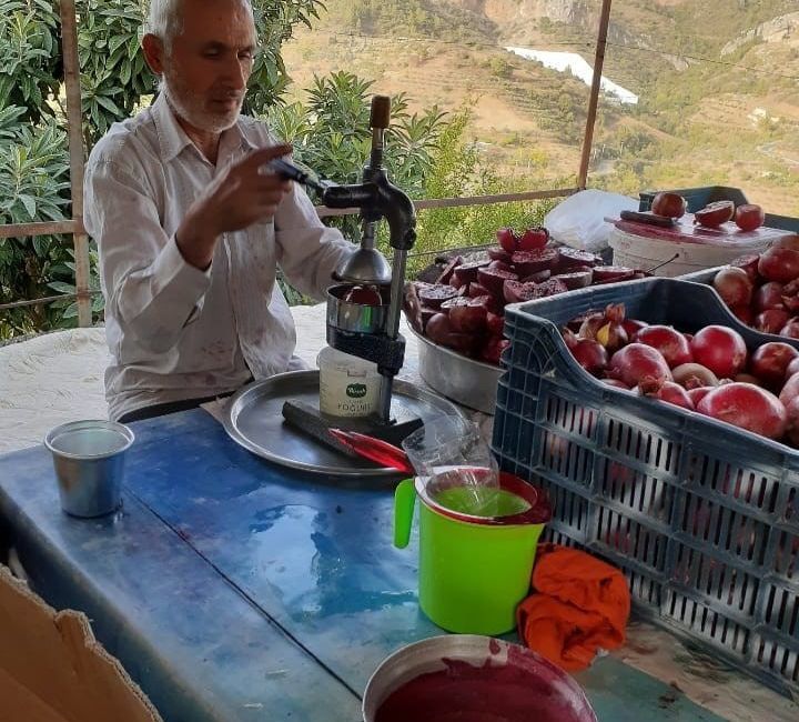 MEYVENİN BU YIL HAVA ŞARTLARINDAN DOLAYI GEÇ OLGUNLAŞTIĞINI DİLE GETİREN