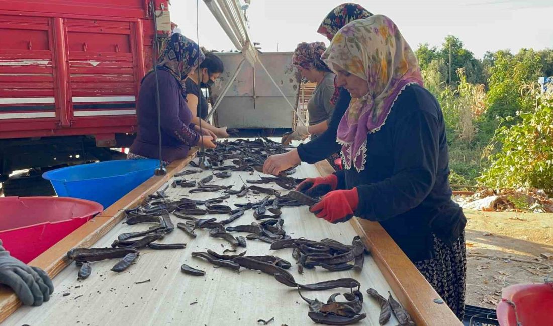 ANTALYA’NIN GAZİPAŞA İLÇESİNDE ÜRETİMİ YAPILAN VE GEÇEN SENE KİLOGRAMI 40