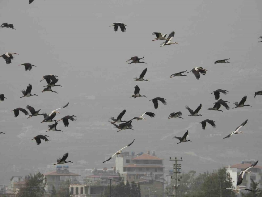 goc yolundaki leyleklerin gokyuzundeki dansi 6412b11