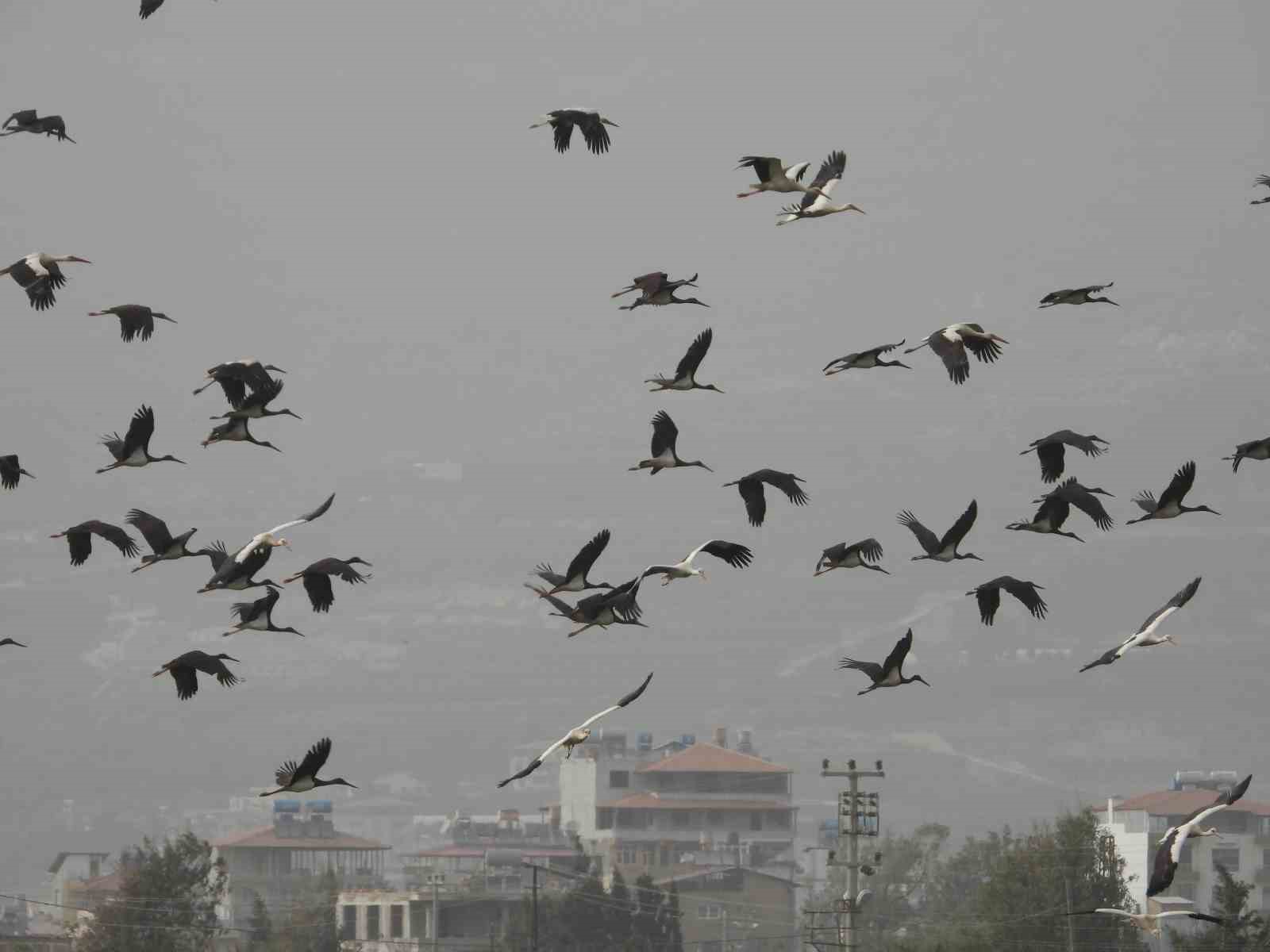 TÜRKİYE’DEN AFRİKA’YA GÖÇ EDEN LEYLEKLER HATAY SEMALARINDA GÖRSEL ŞÖLEN OLUŞTURDU.