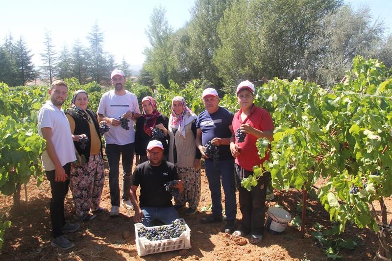 ISPARTA’DA ÜZÜM HASADI DEVAM EDİYOR