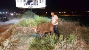 HATAY’IN İSKENDERUN İLÇESİNDE KUYUYA DÜŞEN DANA, İTFAİYE EKİPLERİ TARAFINDAN KURTARILARAK