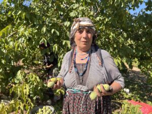 KAHRAMANMARAŞ'TA AVRUPA BİRLİĞİ COĞRAFİ İŞARET TESCİL BELGELİ 'MARAŞ-18' CEVİZİNDE HASAT