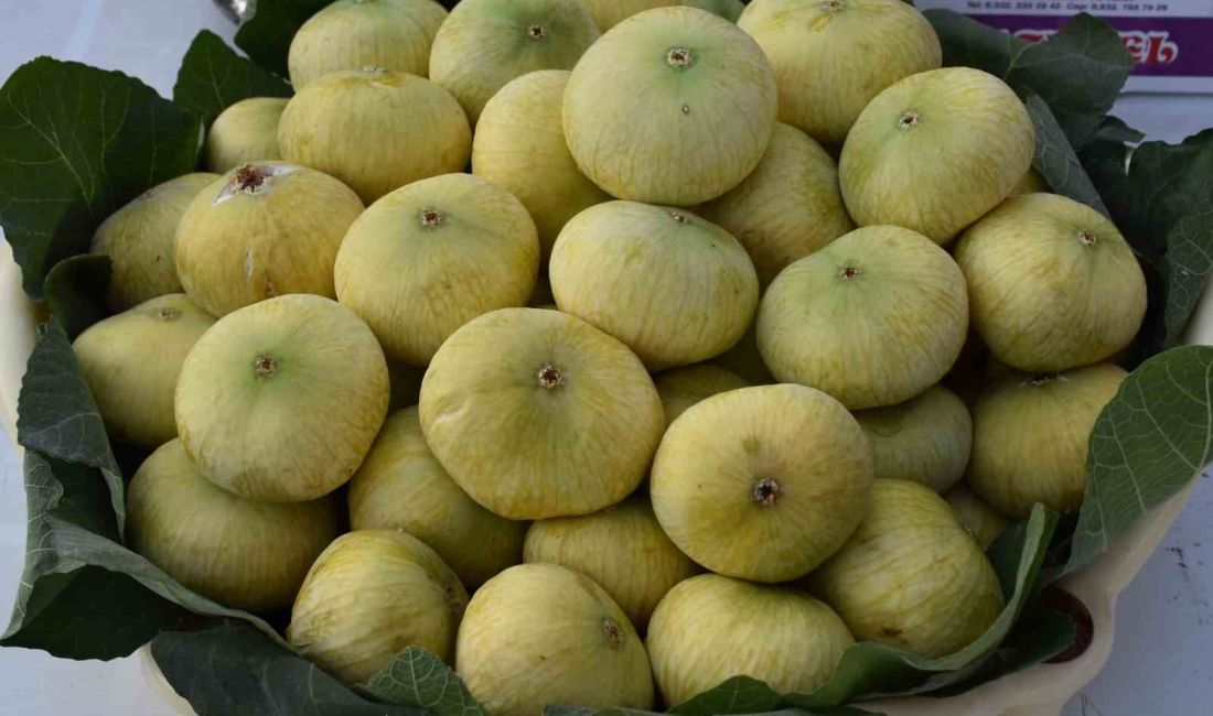 MERSİN’İN MUT İLÇESİNDE 8 BİN DEKAR ALANDA ÜRETİLEN BEYAZ İNCİRDEN