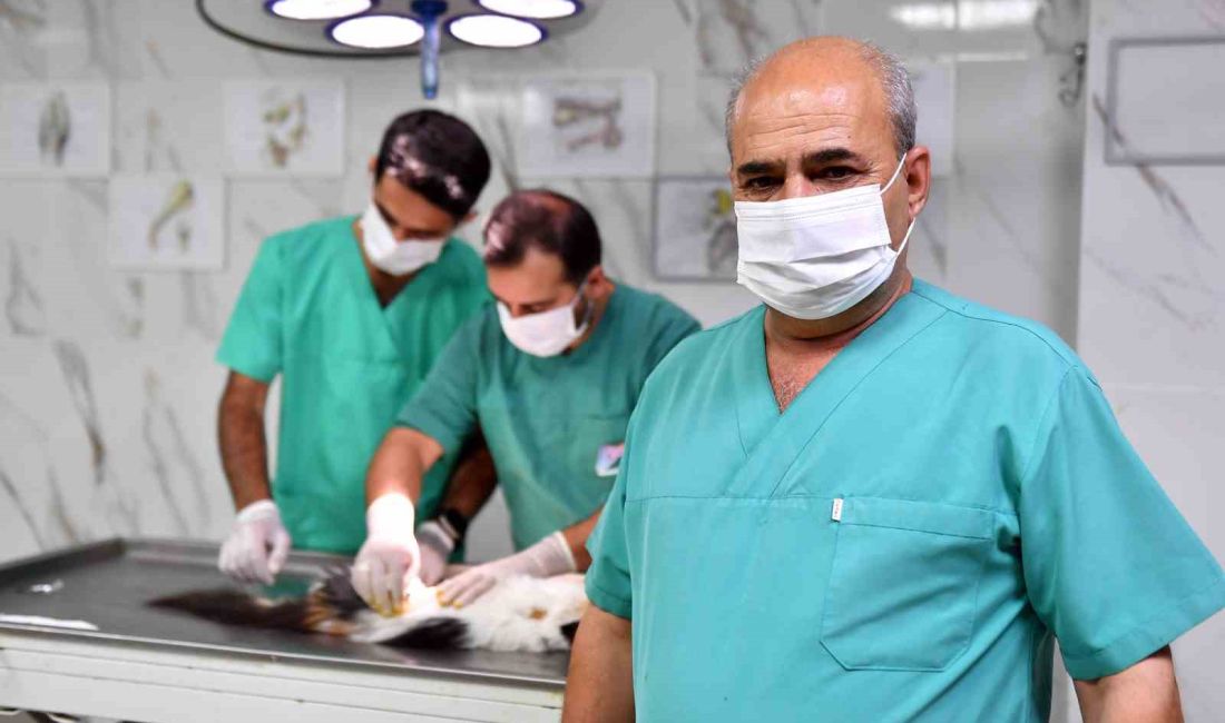 MERSİN BÜYÜKŞEHİR BELEDİYESİ, YEREL HAYVAN KORUMA GÖREVLİLERİ İLE EŞGÜDÜM HALİNDE