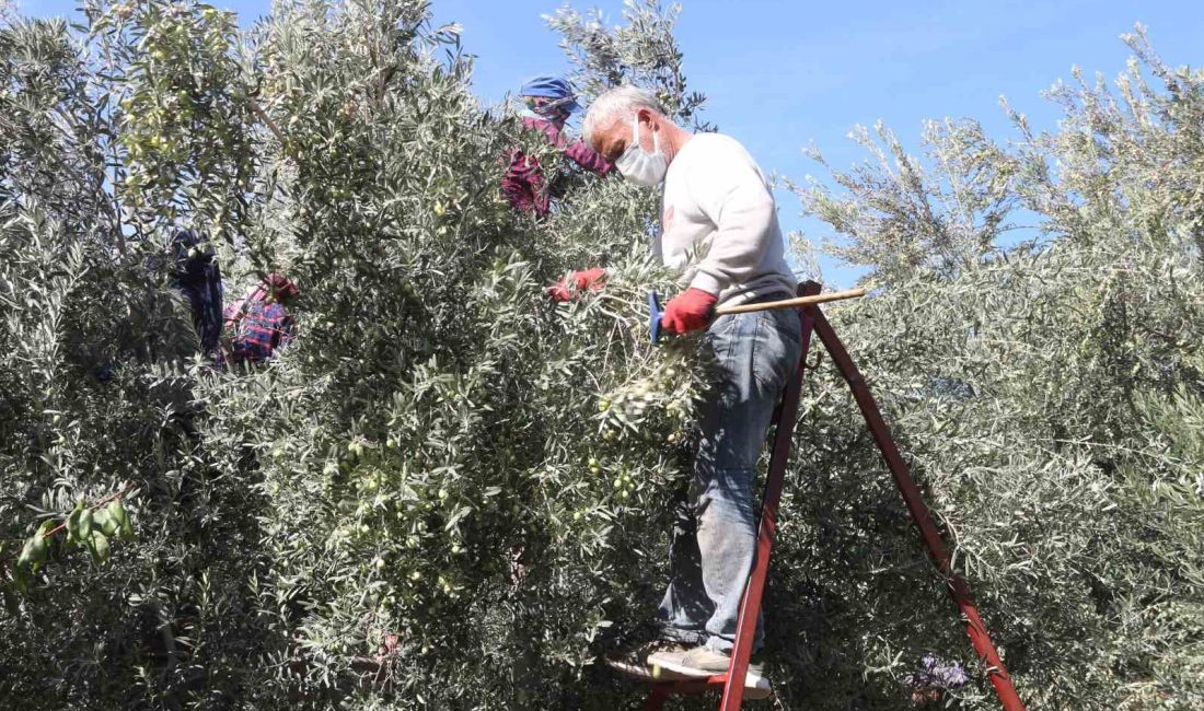 MERSİN’İN MUT İLÇESİNDE ZEYTİN HASADI BAŞLADI. BU YIL 130 BİN