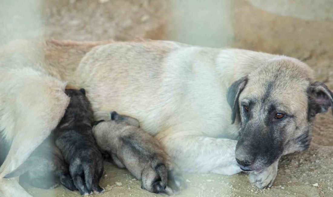 MERSİN'İN TARSUS İLÇESİNDE 5 YAVRUSU İLE BİRLİKTE UÇURUMUN KENARINDA MAHSUR