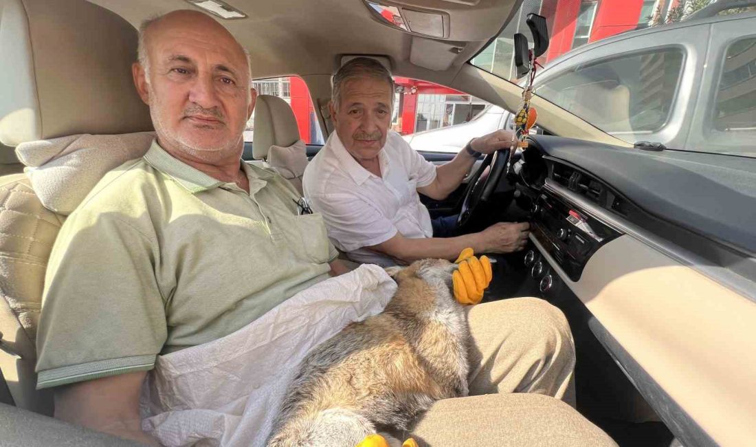 KAHRAMANMARAŞ’TA YOL KENARINDA YARALI HALDE BULUNAN TİLKİ SAĞLIK KONTROLÜ VE