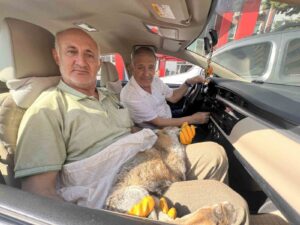 KAHRAMANMARAŞ’TA YOL KENARINDA YARALI HALDE BULUNAN TİLKİ SAĞLIK KONTROLÜ VE