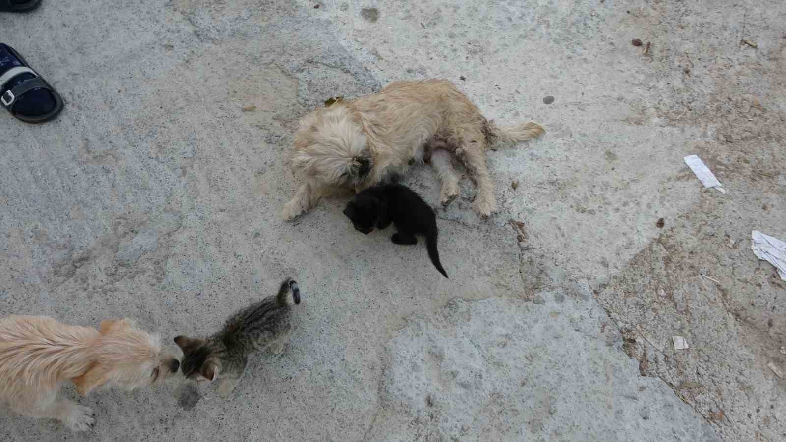 1.5 yaşındaki köpek, anneleri ölen kedilere annelik yapıyor