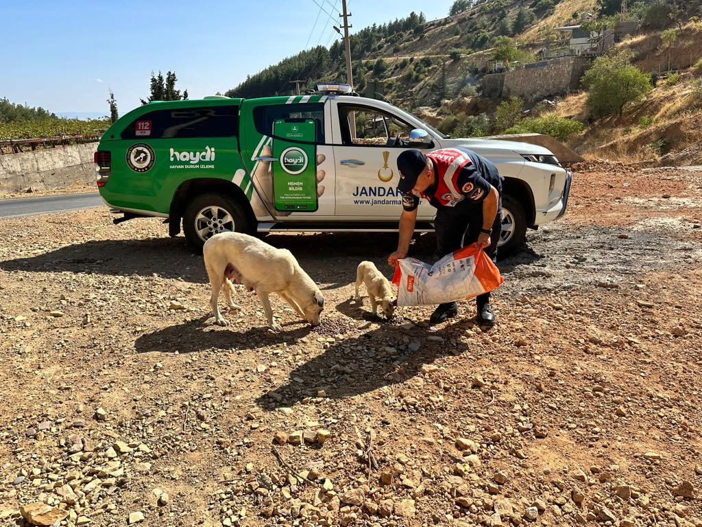 Kahramanmaraş’ta jandarma ekipleri, sahipsiz sokak hayvanları için doğaya yem bıJandarma