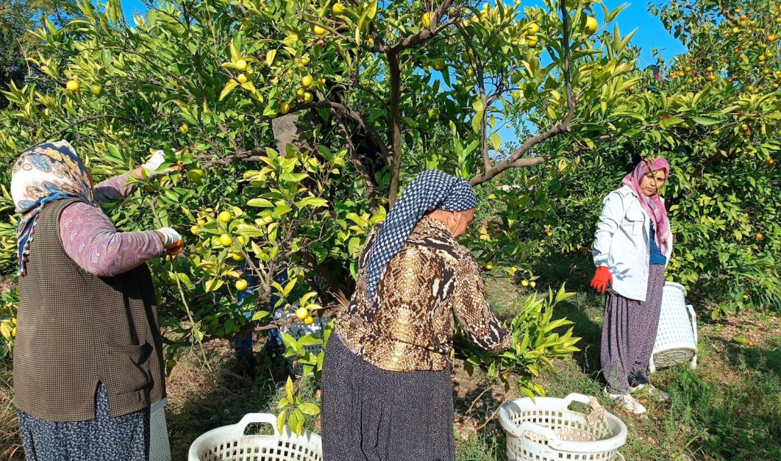 ANDIRIN’IN NARENCİYE DEPOSU YEŞİLOVA’DA HASAT BAŞLADI Kahramanmaraş’ın Andırın İlçesi, Yeşilova Mahallesinde hasadı başlanan Okitsu cinsi Mandalina