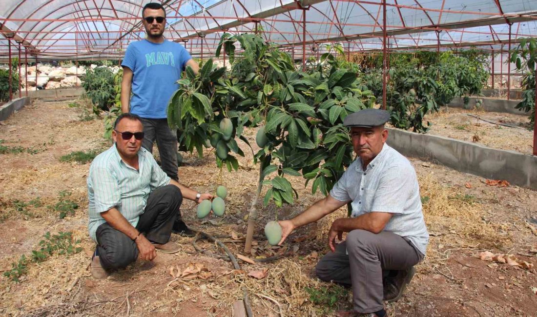 ANTALYA’NIN KUMLUCA İLÇESİNDE SERASINDAKİ