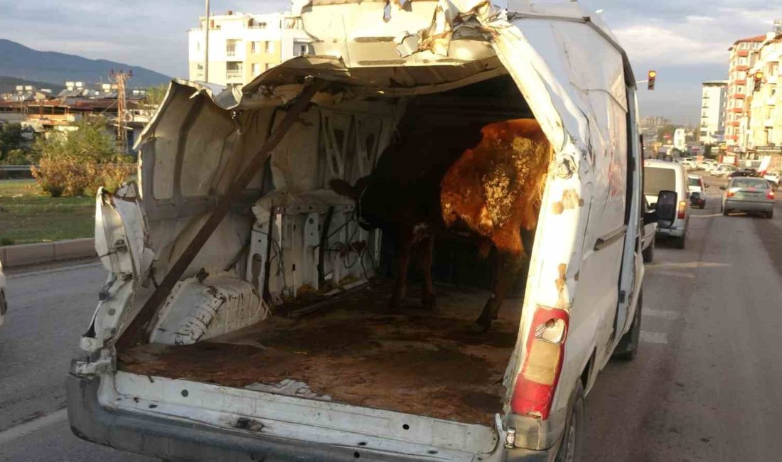HATAY’DA ENKAZDAN ÇIKARDIĞI MİNİBÜSÜYLE BÜYÜKBAŞ HAYVAN TAŞIYAN DEPREMZEDE VATANDAŞ, TRAFİKTE