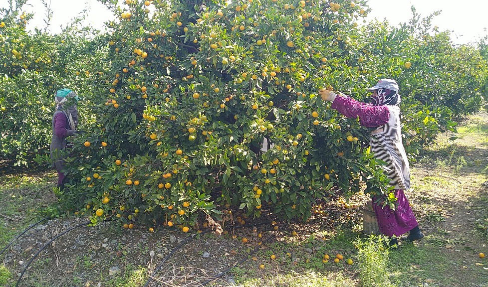 HATAY’IN ERZİN İLÇESİNDE ÜRETİCİLER,