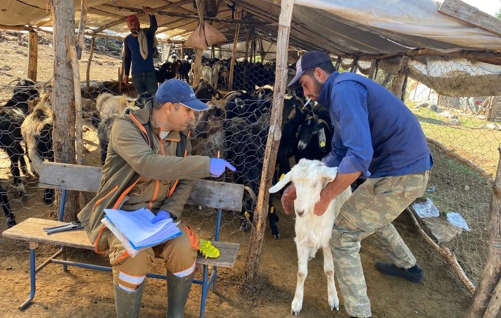 EĞİRDİR İLÇE TARIM VE ORMAN MÜDÜRLÜĞÜ TARAFINDAN KÜÇÜKBAŞ HAYVANLARA AŞI,