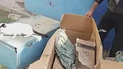 Burak EMEK/DİYARBAKIR,(DHA)- DİYARBAKIR’ın Kayapınar ilçesinde, poşete koyduğu kedileri parka bırakan