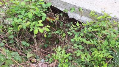 Dinçer AKBİR-Selda Hatun TAN/İZMİT(Kocaeli),(DHA)- KOCAELİ’nin İzmit ilçesinde su kanalında yaklaşık