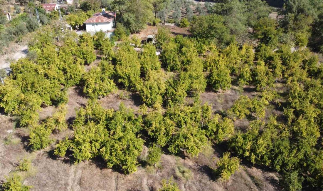 KUYTUCAK NARINDA HASAT BAŞLADI