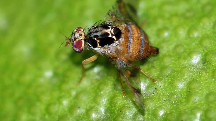 Tuzak sayımlarına başlandı TUZAK SAYIMLARINA BAŞLANDI