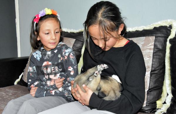2 haftalık köpeğe 9 yaşındaki ikizler sahip çıktı 2 haftalık köpeğe 9 yaşındaki ikizler sahip çıktı