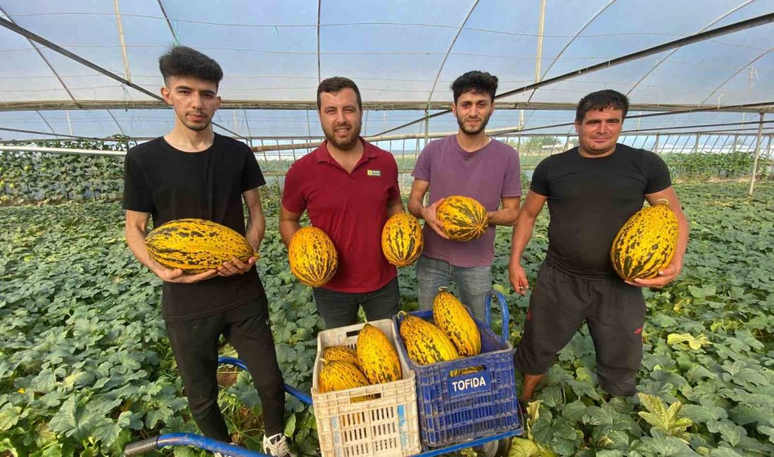 ANTALYA'NIN SERİK İLÇESİNDE ÖRTÜ